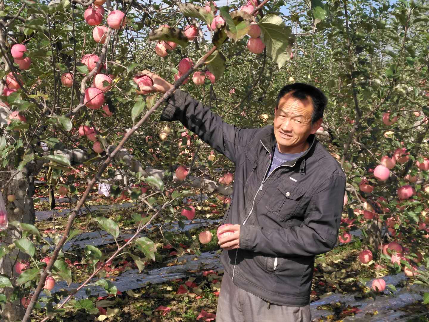 003，朱逢喜，北道德乡纪路村，面积6亩，套袋6万袋。产量15407斤.jpg
